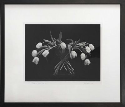 gunn-tulips-wilting-400x342 Photography   